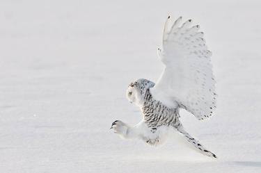 SNOWY WHITE OWL | IN CONTROL - Limited Edition of 30 thumb
