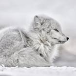 Collection Ejaz Khan Earth | Arctic Fox
