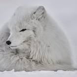 Collection Ejaz Khan Earth | Arctic Fox