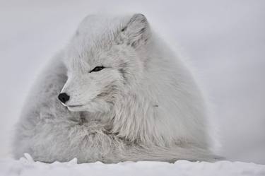 ARCTIC FOX PICTURE | BALL OF FIRE thumb