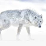 Collection Ejaz Khan Earth | Arctic Wolves