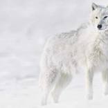 Collection Ejaz Khan Earth | Arctic Wolves