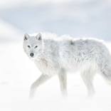 Collection Ejaz Khan Earth | Arctic Wolves
