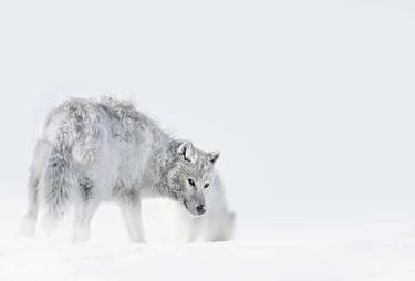 ALASKAN TUNDRA WOLF | THE LAST LOOK thumb