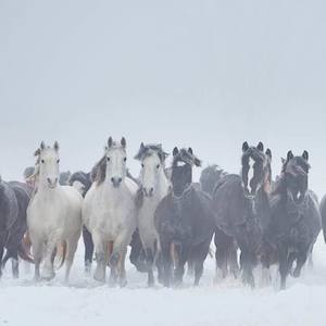 Collection Ejaz Khan Earth | Horses