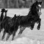 Collection Ejaz Khan Earth | Horses