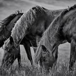 Collection Ejaz Khan Earth | Horses