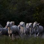 Collection Ejaz Khan Earth | Horses