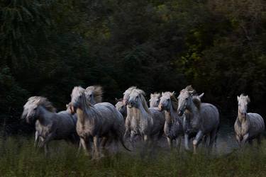 HORSES RUNNING PHOTO | HEADLIGHTS thumb