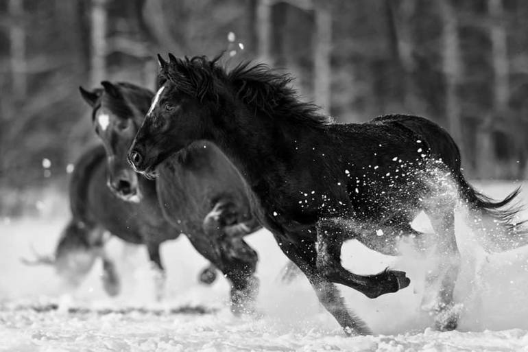 black and white horses wallpaper