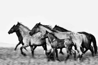 HORSE IMAGES | UNITY thumb