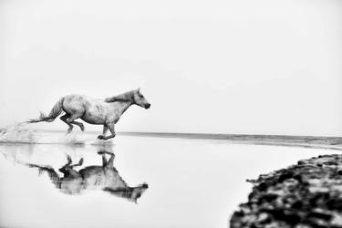WILD HORSE PHOTOGRAPHY BLACK AND WHITE | WHY thumb