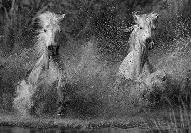 HORSE PHOTOGRAPHY | TURBULENCE - Limited Edition of 30 thumb
