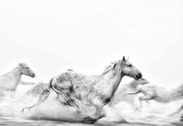 Original Fine Art Animal Photography by Ejaz Khan