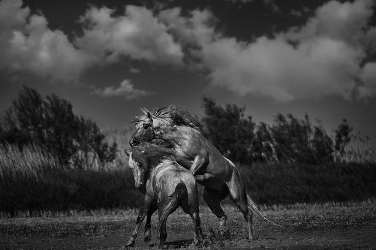 Buy Wild Horse Photography Wild Black Horse Print wild Black