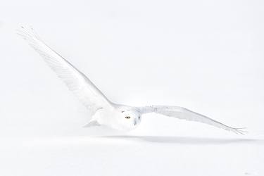 SNOWY OWL ART | TRUST YOURSELF - Limited Edition of 30 thumb