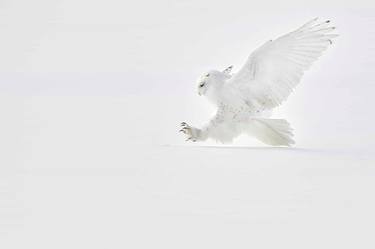 WHY? | WHITE OWL FINE ART PHOTOGRAPH thumb