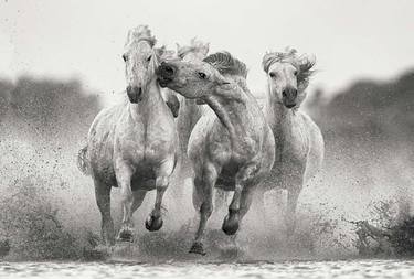 Original Fine Art Animal Photography by Ejaz Khan