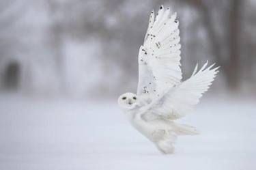 SNOWY OWL PHOTO PRINT | MARVELOUS thumb