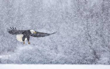 BALD EAGLE PHOTO PRINT | MOMENTS thumb