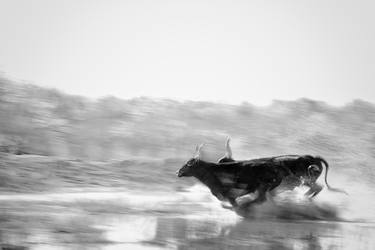 Original Fine Art Animal Photography by Ejaz Khan