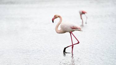 FLAMINGO PHOTO PRINT | THE ALLURE thumb