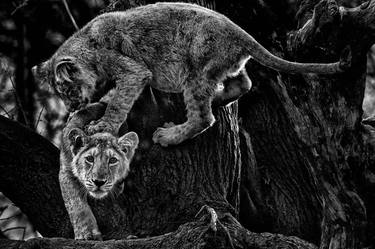 Original Fine Art Animal Photography by Ejaz Khan