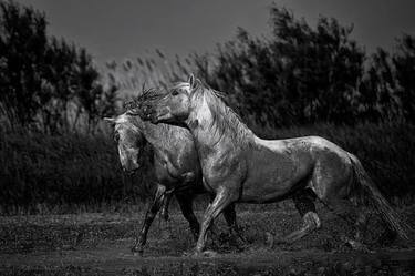 HORSE PHOTO PRINT | ETERNAL LOVE thumb