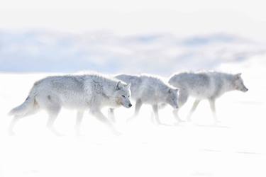 Rare White Wolf Photo Print | Action speaks louder than words thumb