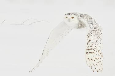 Rare White Owl Photo Print | SPECTACULAR thumb