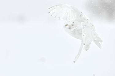 Stunning Flying White Owl | WONDERFUL thumb
