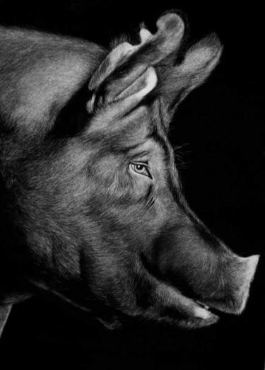 Original Fine Art Animal Drawings by Edwin Darwin