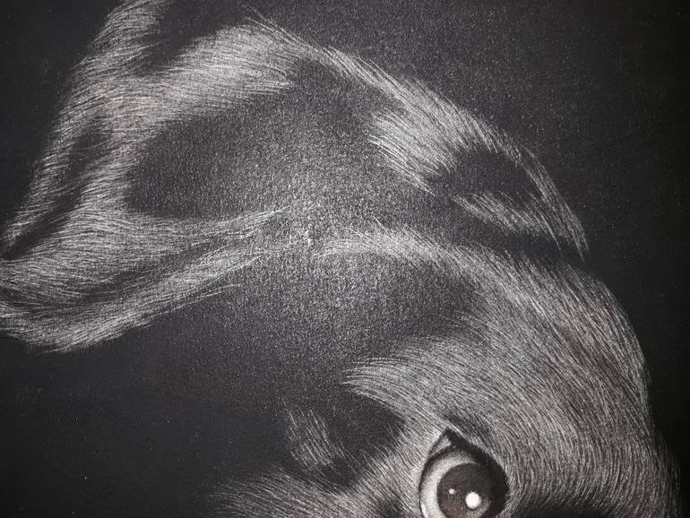 Original Other Animal Drawing by Edwin Darwin