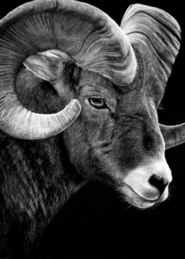 Goat (8) - The 12 Chinese Zodiac series thumb