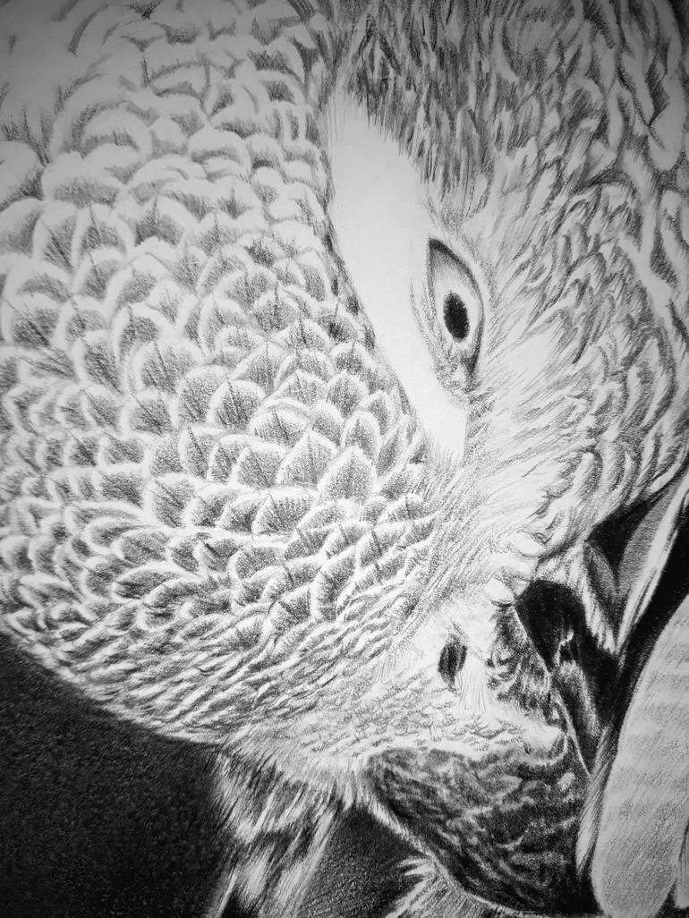 Original Fine Art Animal Drawing by Edwin Darwin