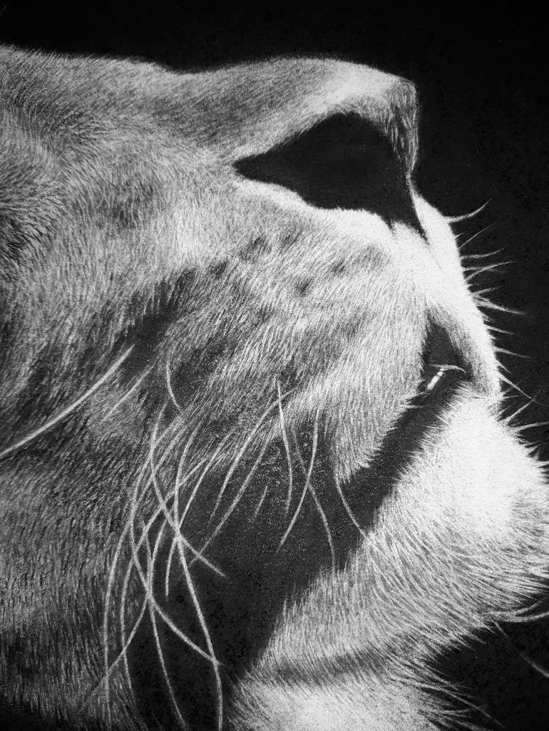 Original Fine Art Animal Drawing by Edwin Darwin