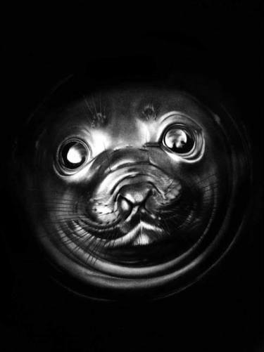 Elephant Seal - God's Creatures series thumb
