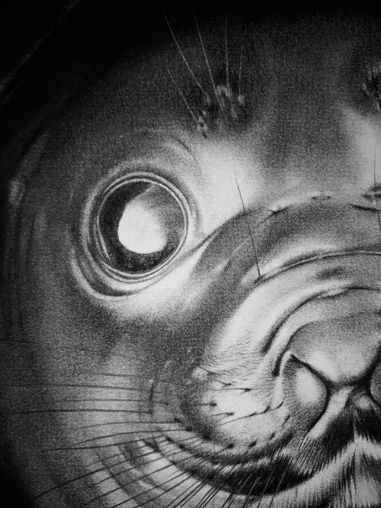 Original Other Animal Drawing by Edwin Darwin