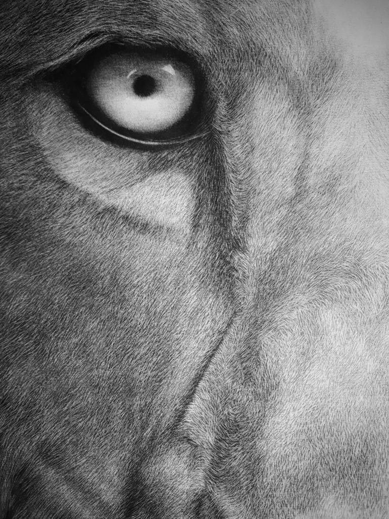 Original Other Animal Drawing by Edwin Darwin