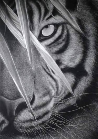 Original Fine Art Animal Drawings by Edwin Darwin