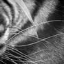 Inspired by the stare of the tiger. Calm, mysterious. The artwork is A3 paper size (29.7×42)cm, it will be shipped rolled, securely inside a shipping tube.