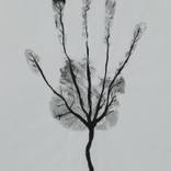 Man's Hand Tree! by Ahmed Al Safi