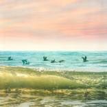Pelicans Wave Sky by Preston Gray
