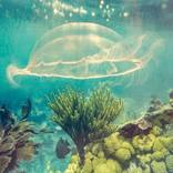 Underwater Life by Preston Gray