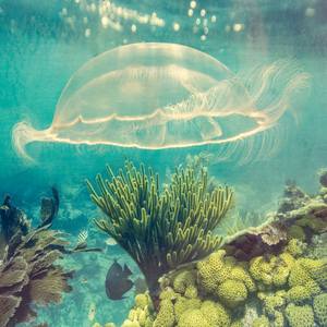 Underwater Life