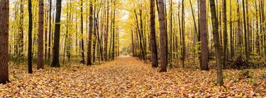 Panoramic view of a forest in fall with golden leaves, Canada thumb