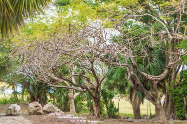 Vachellia cornigera trees in Cuba thumb