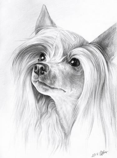 Chinese crested dog. 21cm x 30cm. Graphite dog portrait. thumb