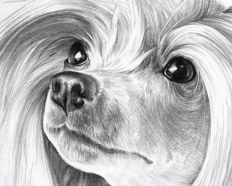Original Realism Animal Drawing by Olga Tsvetkova