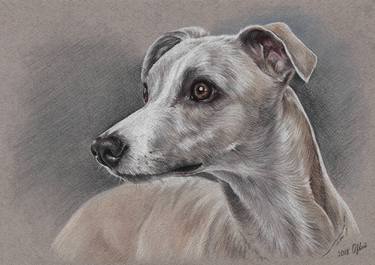 Whippet portrait thumb